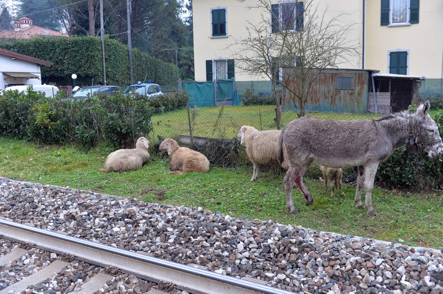 Varese, treno travolge gregge: morte cento pecore