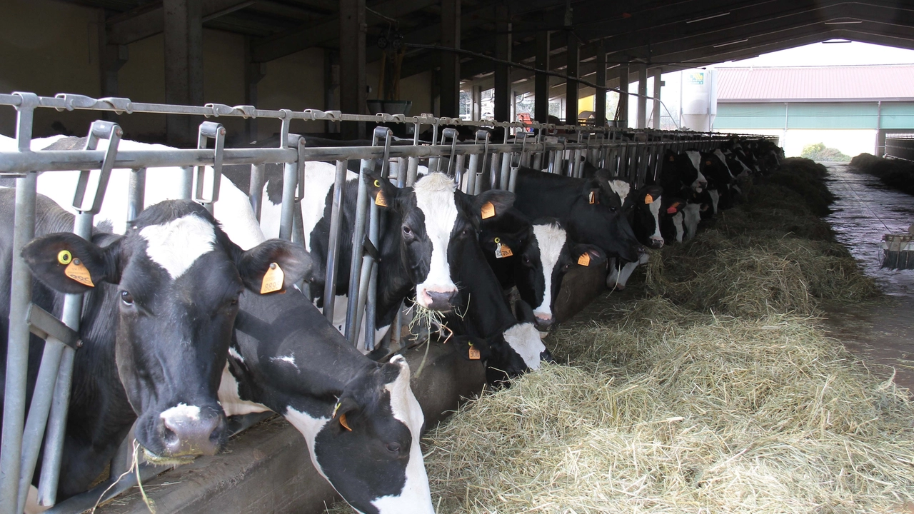 Plac Fattorie Cremona, la coop del latte che ricicla l'acqua dal siero