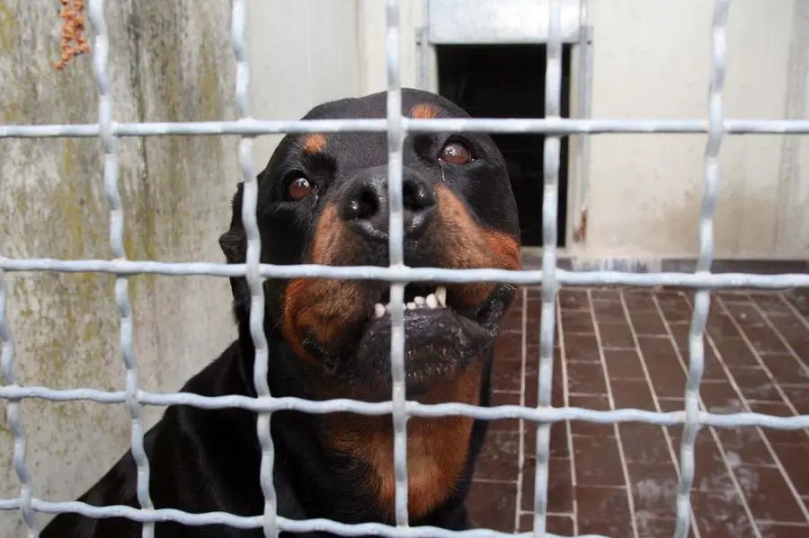 Galbiate, 3 rottweiler inferociti nel giardino dell'asilo. Staccato l'orecchio a un bimbo