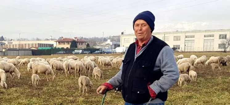 Montevecchia, pecorella smarrita: pastore multato