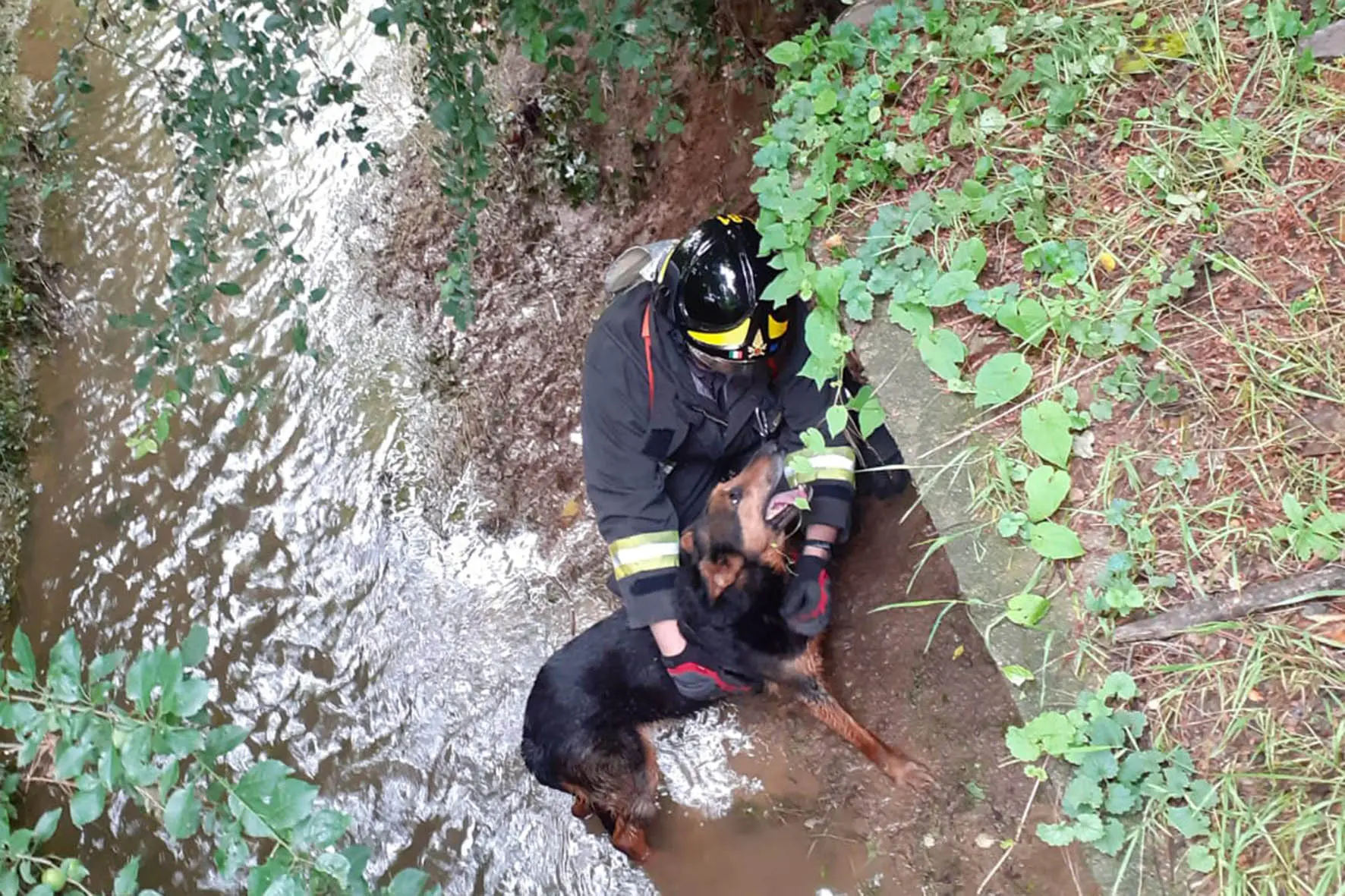 Cogliate, cagnolino salvato dai pompieri