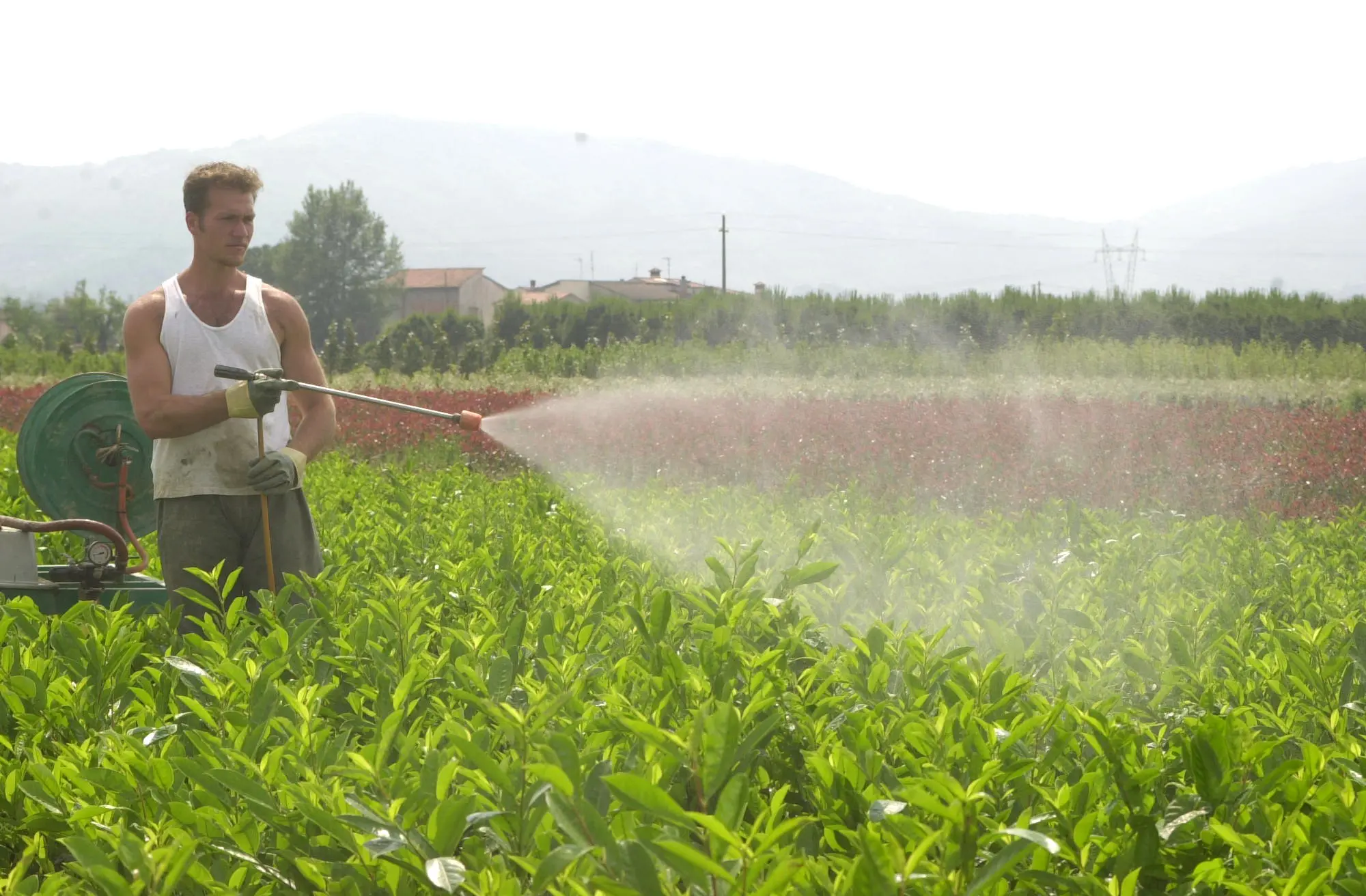 Agricoltura, nessun rischio siccità nel Lodigiano