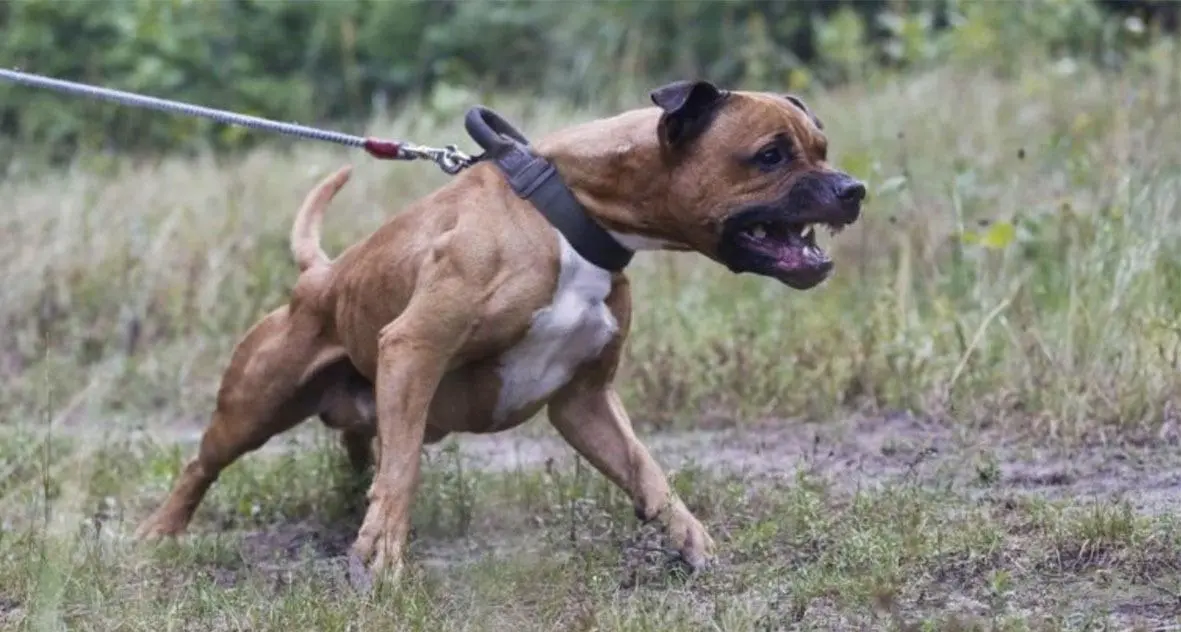 Le ha staccato un orecchio Pitbull azzanna la padrona