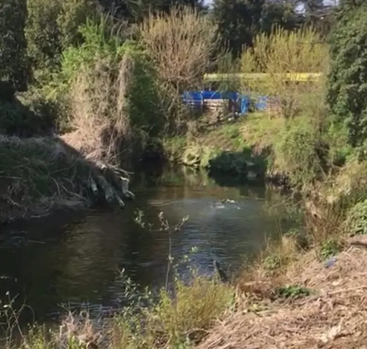 Nuota nel fiume Olona con maschera e muta