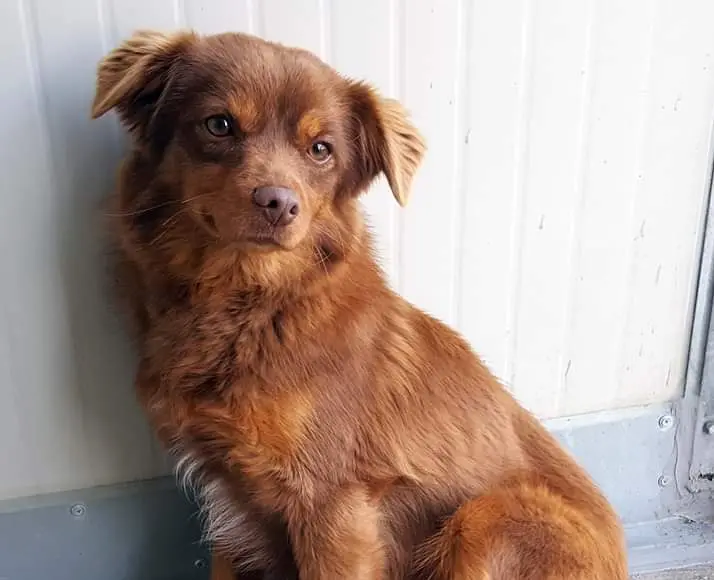 Coronavirus, il cagnolino trovato nell’area del focolaio ora cerca una casa