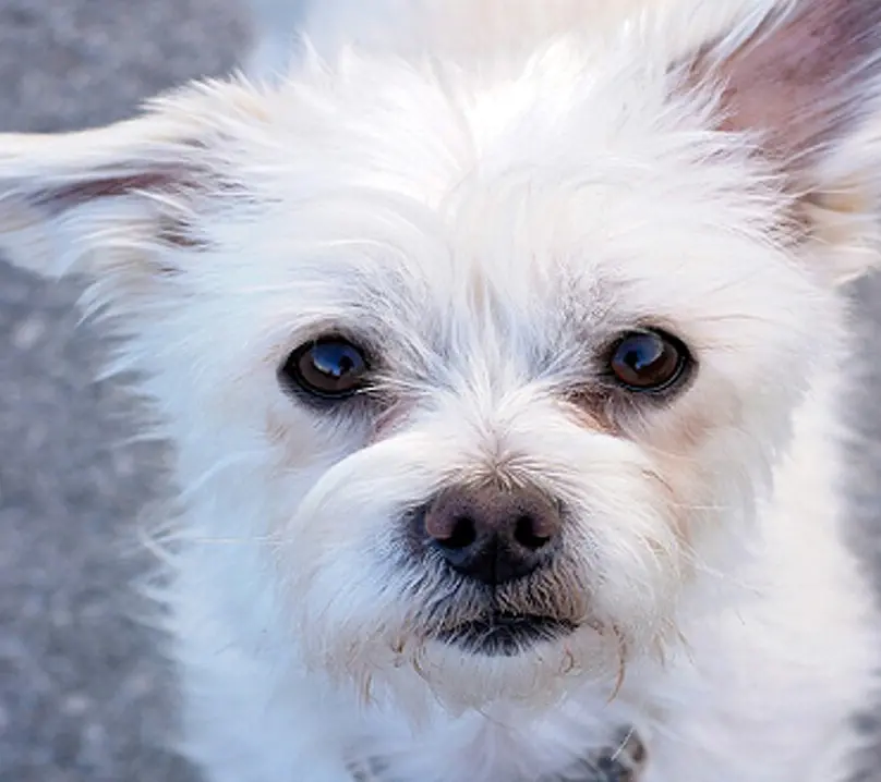 Uccise a bastonate un cagnolino: ora va a processo