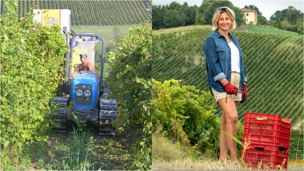 Oltrepò Pavese, vendemmia a rischio: “Produzione falcidiata dal meteo”