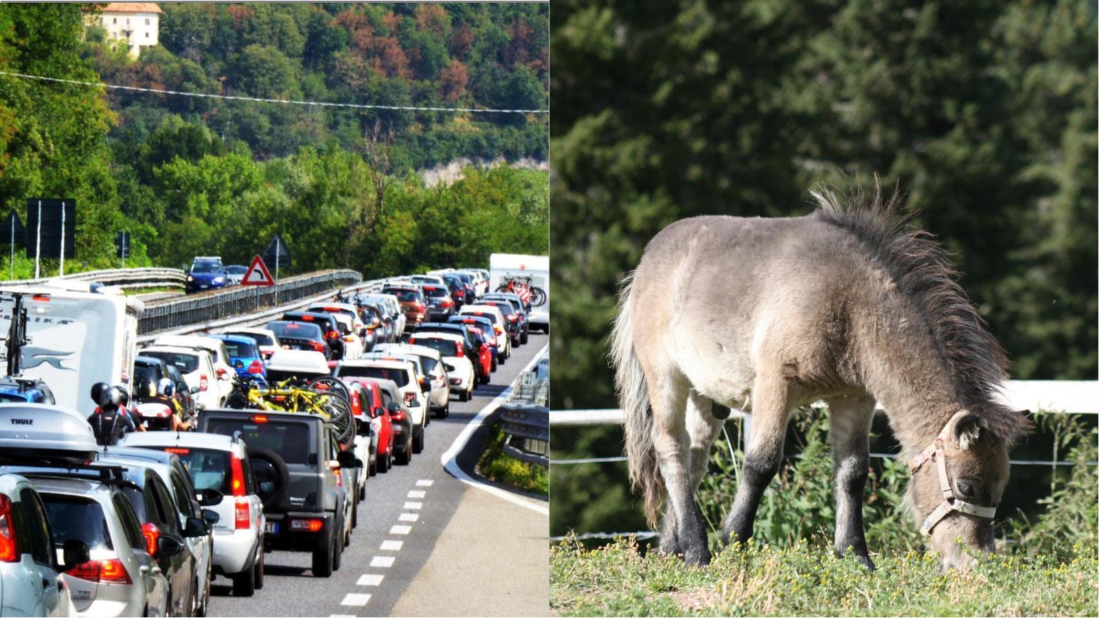 Pony in fuga sulla Statale 36: caos sulla Milano Lecco