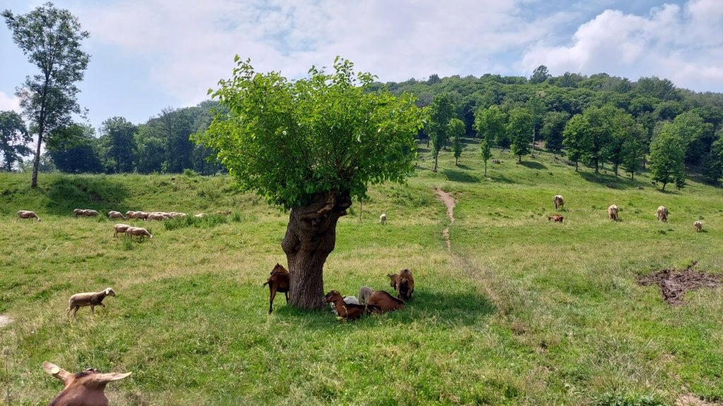 Animali all'Alpe Megna