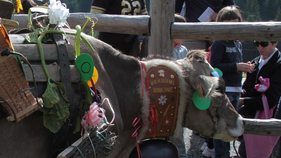 Le mandrie scendono dagli alpeggi. Festa e mucche infiorate