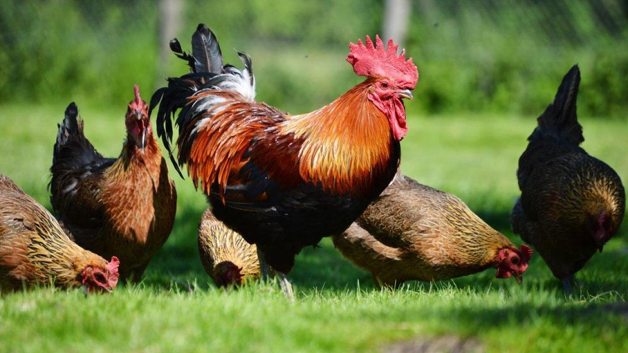 Calco, ucciso il gallo Pepe: era la mascotte dei bimbi dell’asilo