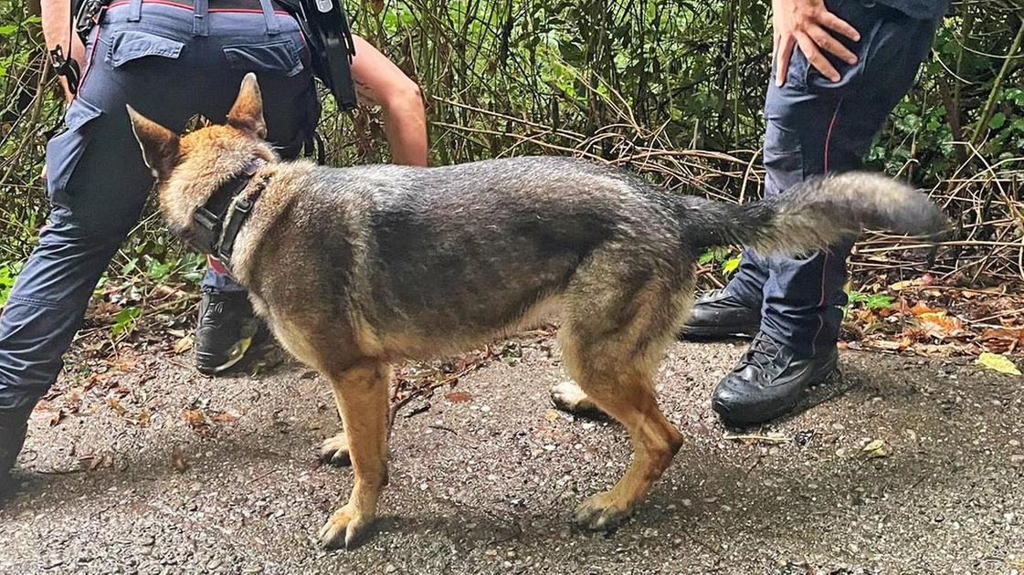 Cane dell’Arma sulle “tracce” di esche killer