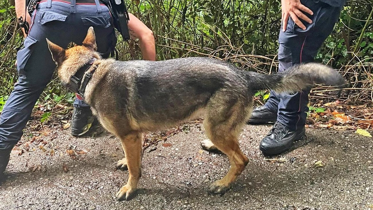 Operazione antidoto a Trescore Balneario contro avvelenamento animali domestici. Unità Cinofila Carabinieri rintraccia esche avvelenate, indagini in corso.