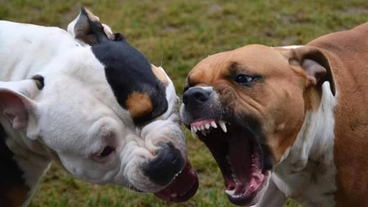 L'American Pit Bull Terrier, o semplicemente Pitbull, è una razza canina ritenuta il risultato dell'incrocio attuato nel XIX secolo