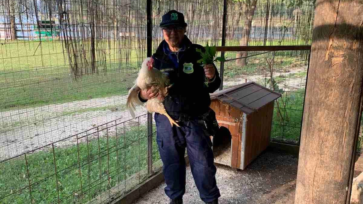 Oltre 130 volatili, fra loro anche galli e colombi, portati in salvo dalle guardie zoofile dell’organizzazione Oipa e dalla polizia provinciale, intervenute in un paese della Franciacorta