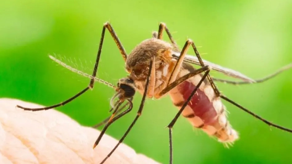 La zanzara Aedes è il veicolo del virus Dengue
