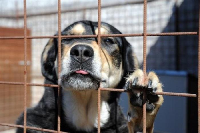 Lancia l’anziano cane dal finestrino dell’auto: identificato e denunciato dalla Lav