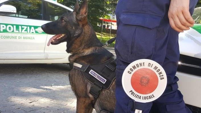 Minorenne con hashish davanti a scuola e bossoli esplosi al Nei di Monza: in azione il cane anti droga “Boss”