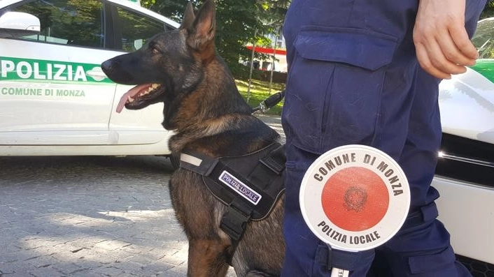 Boss, il cane anti-droga della polizia locale di Monza