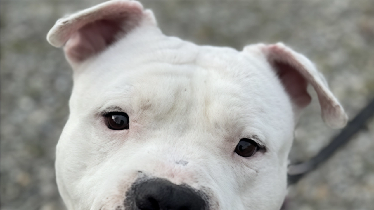 Si cerca una famiglia per Burrito, il cane che va pazzo per il pallone. Non è più un cucciolo: ha...