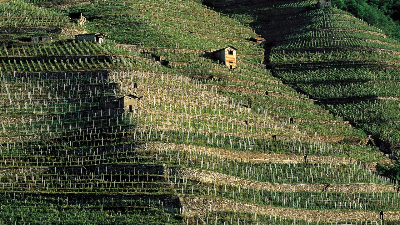 I vigneti terrazzati della Valtellina