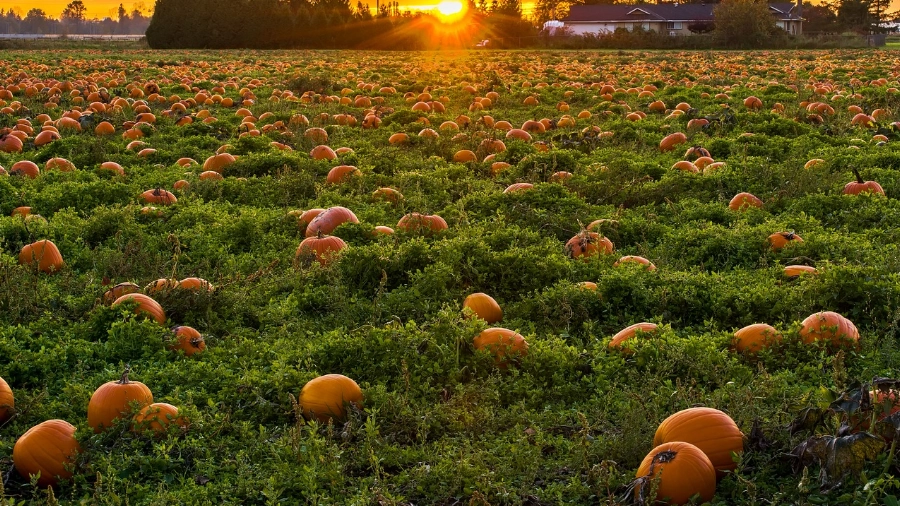 Campi di zucche