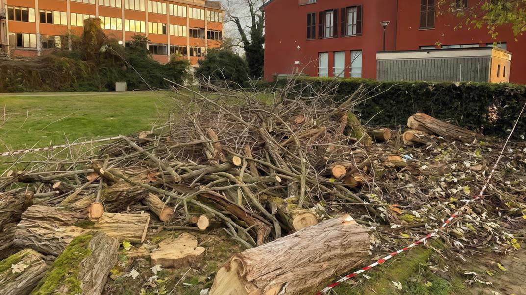 Manutenzione alberi: potature e abbattimenti nel parco Manzoni