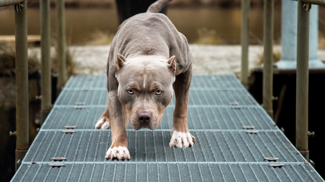 Emergenza cani feroci in Lombardia