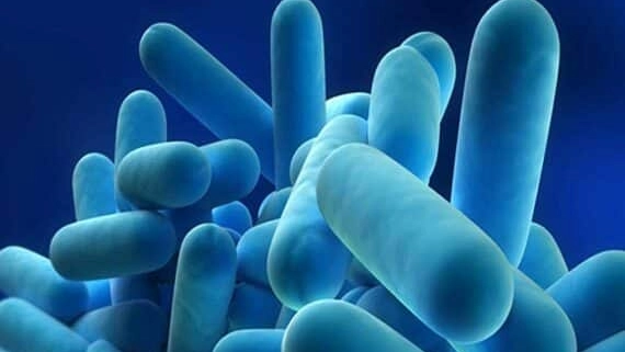 Il batterio della legionella, focolaio nel milanese