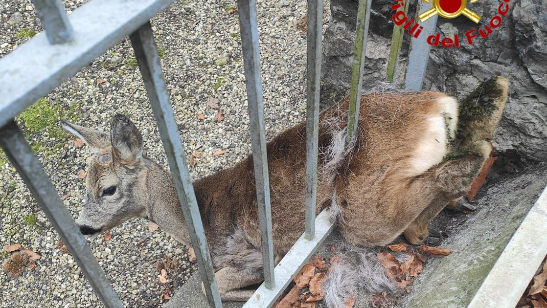 Capriolo resta incastrato tra le sbarre di un cancello a Comerio. Liberato dai pompieri, raggiunge il bosco