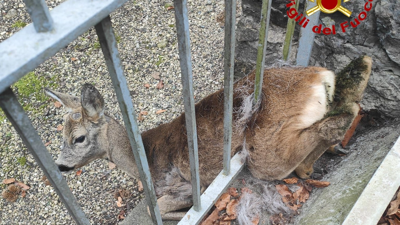 Il capriolo rimasto incastrato (foto dei Vigili del Fuoco)