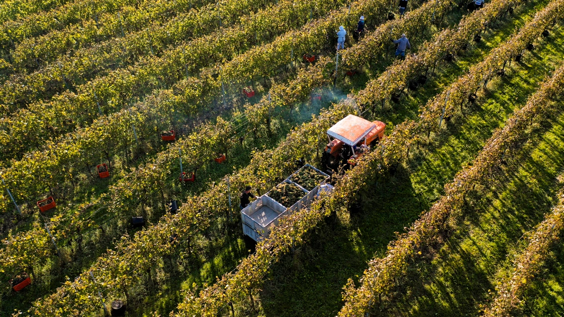 Vendemmia tra i filari del Lugana