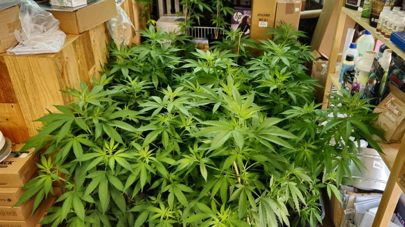 Una pianta di marijuana (foto archivio)