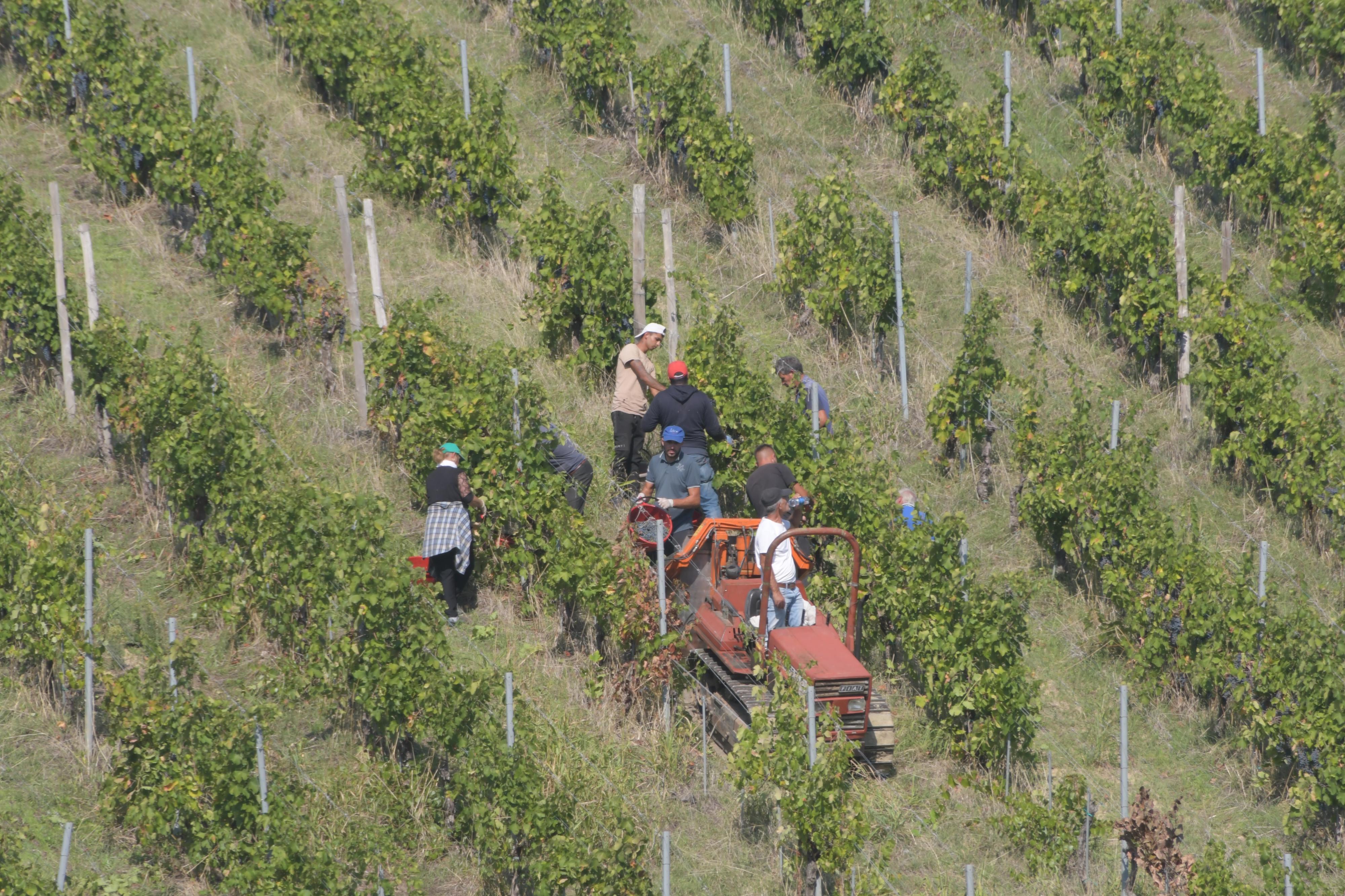 Vendemmia parte 