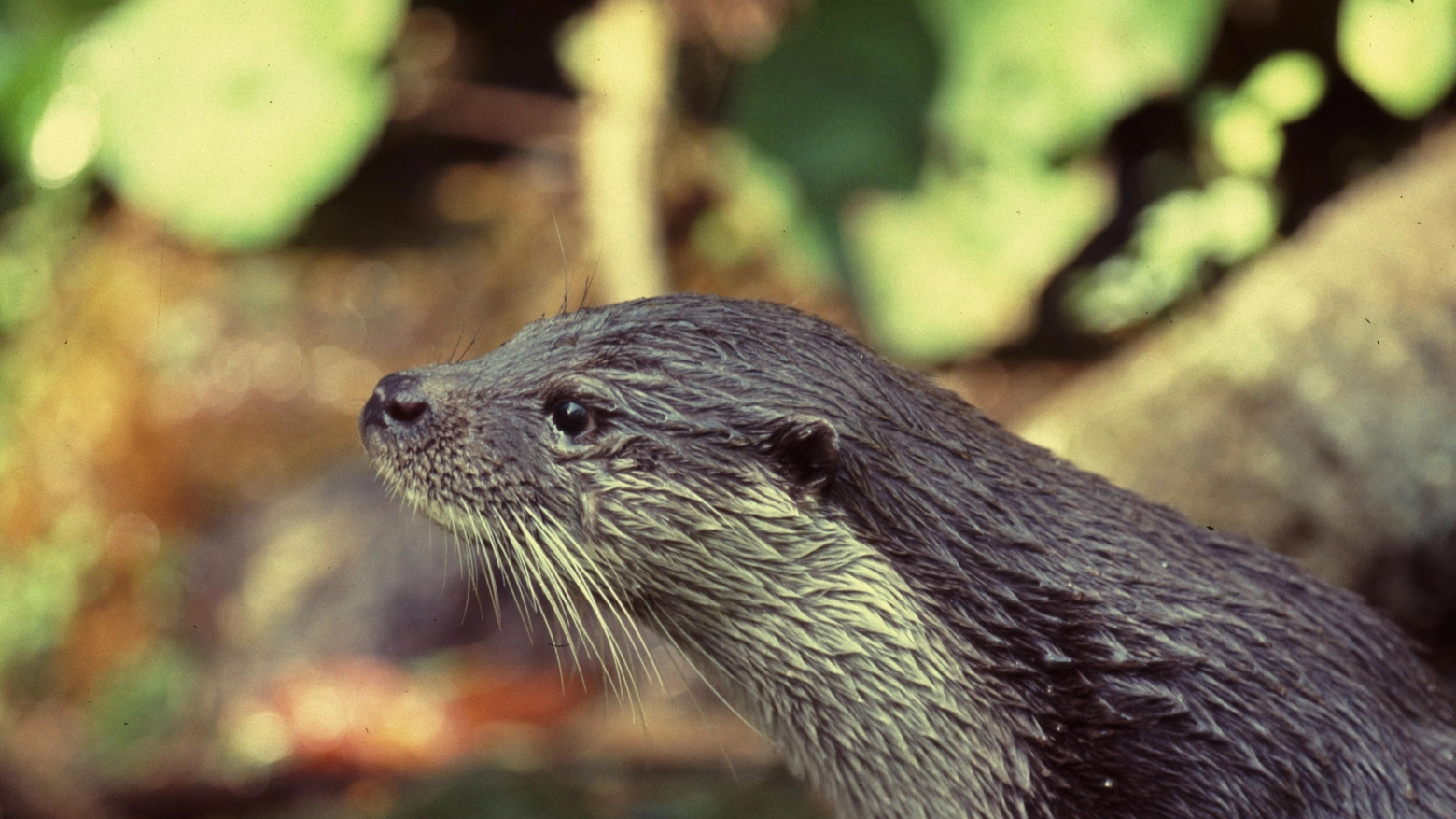 Un esemplare di lontra: il Wwf ne ha rilevato la presenza sulle Alpi