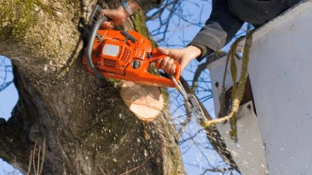 Parte la campagna di controllo e potatura delle piante a Cerro Maggiore per garantire la sicurezza dei cittadini