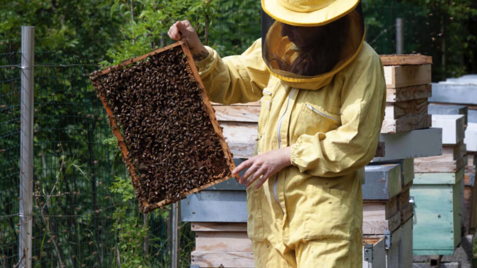 Il sogno di Vimercate: diventare Città delle api