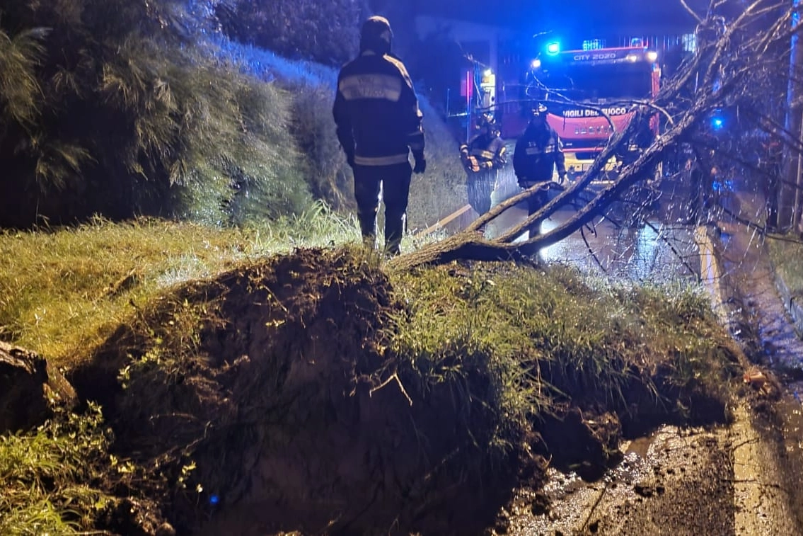 Lo smottamento che si è verificato in via Sant'Alessandro a Castronno: un albero caduto ha determinato l'interruzione della circolazione stradale