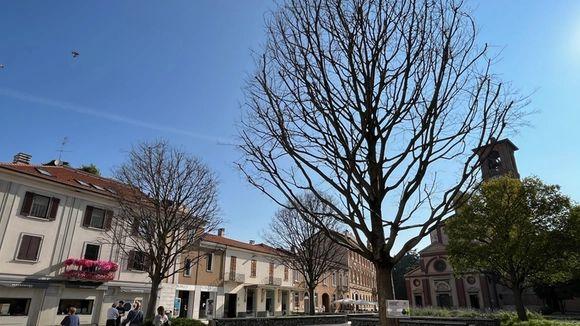 Oasi nel cuore di Legnano: ecco gli alberi dei tulipani