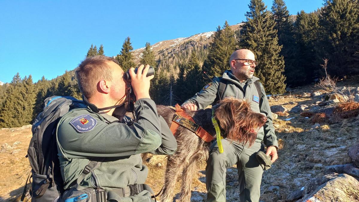 Val Seriana: piazza esche avvelenate “anti-lupo” sul sentiero, denunciato