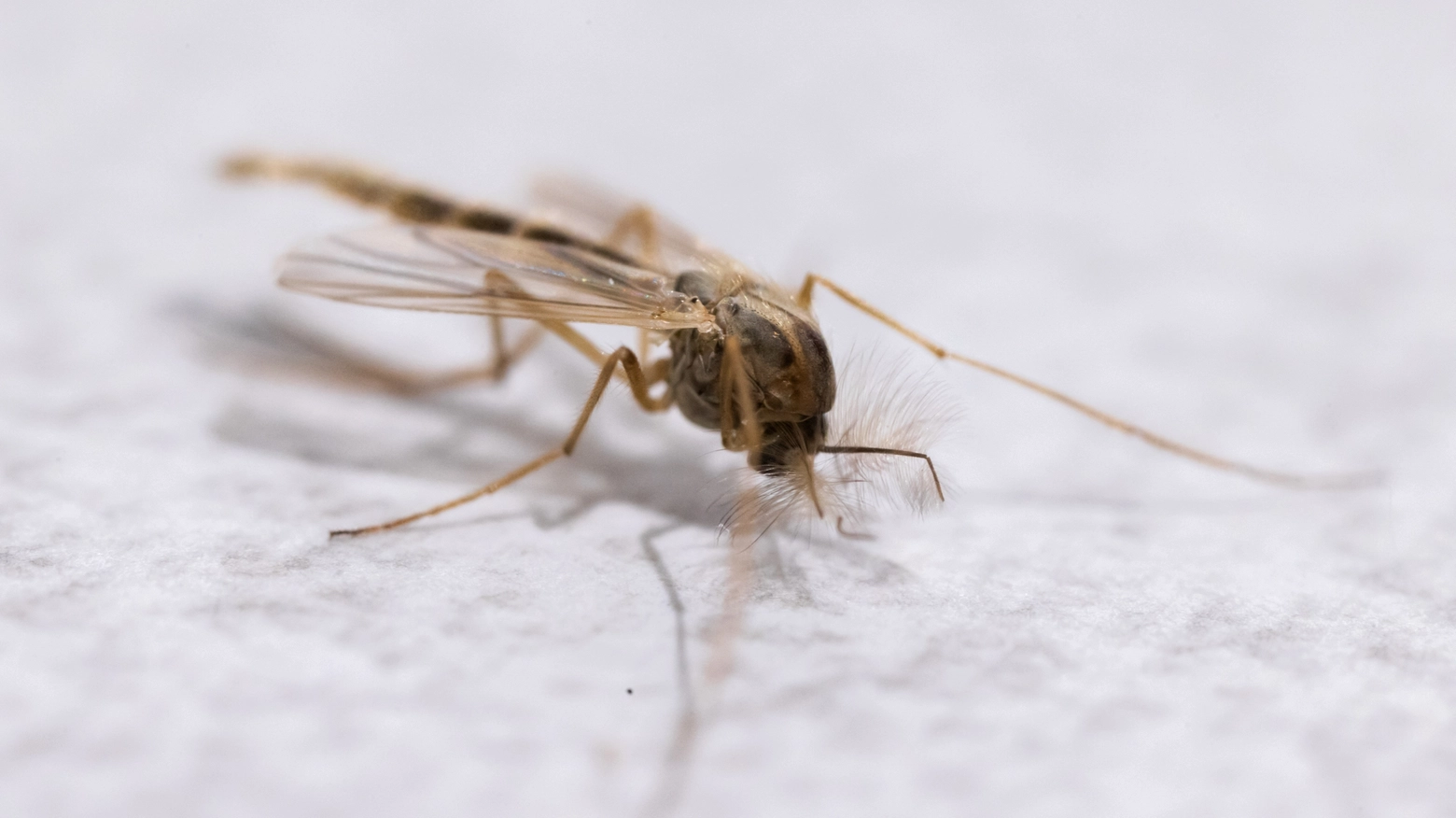 La zanzara Anopheles sacharovi responsabile della malaria è stata trovata in Puglia dopo mezzo secolo