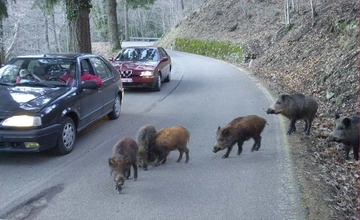 Emergenza cinghiali in Lombardia e allerta peste suina: “Specie invasiva, ordinanza per favorire depopolamento”