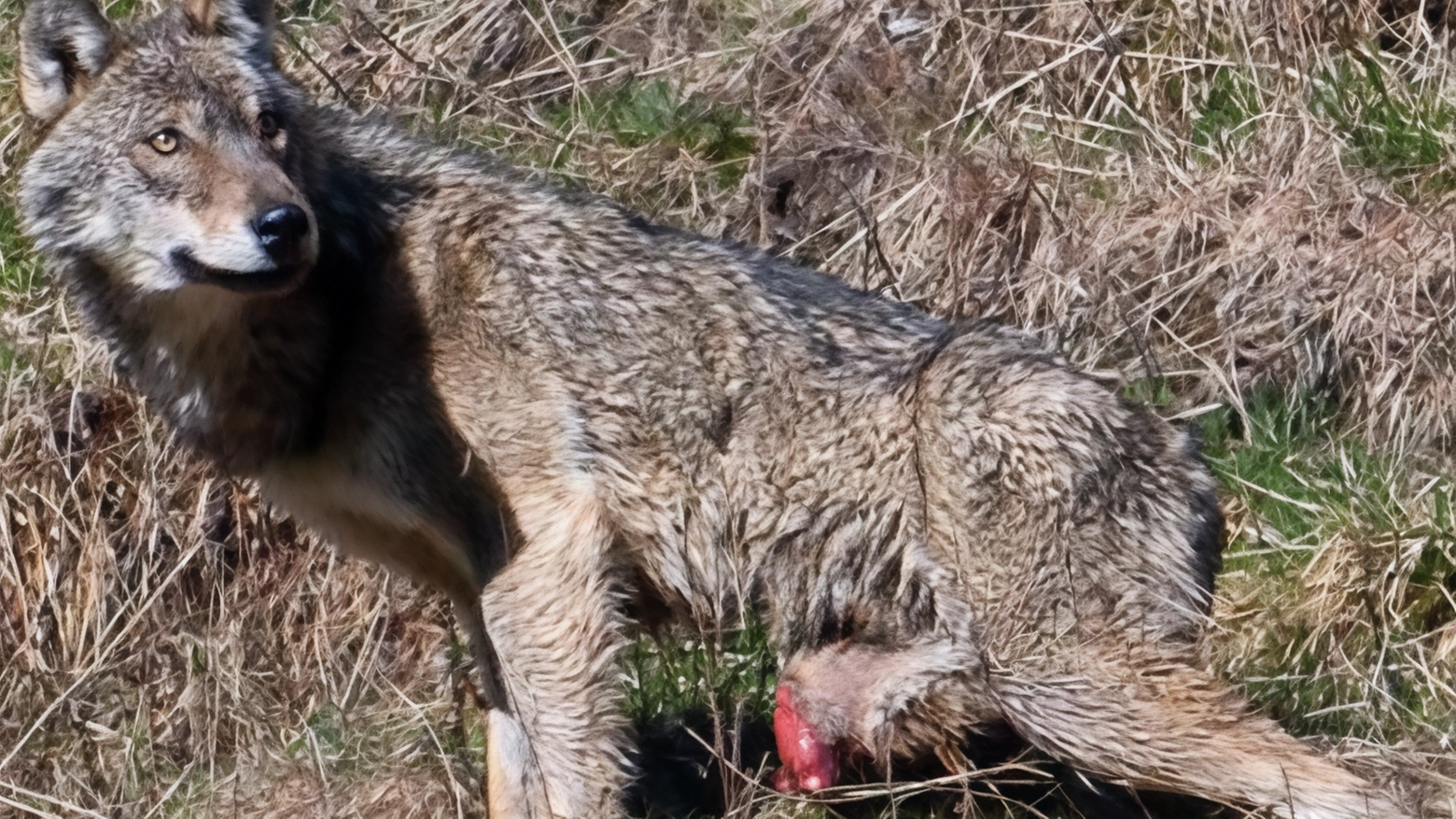 Allarme dal Parco dello Stelvio: "Un lupo con una gamba amputata si aggira nei boschi del Tonale"