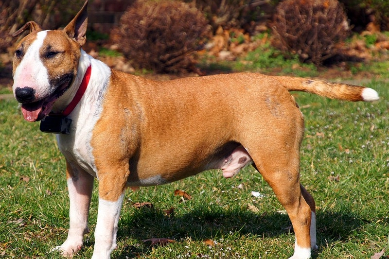 Un bull terrier