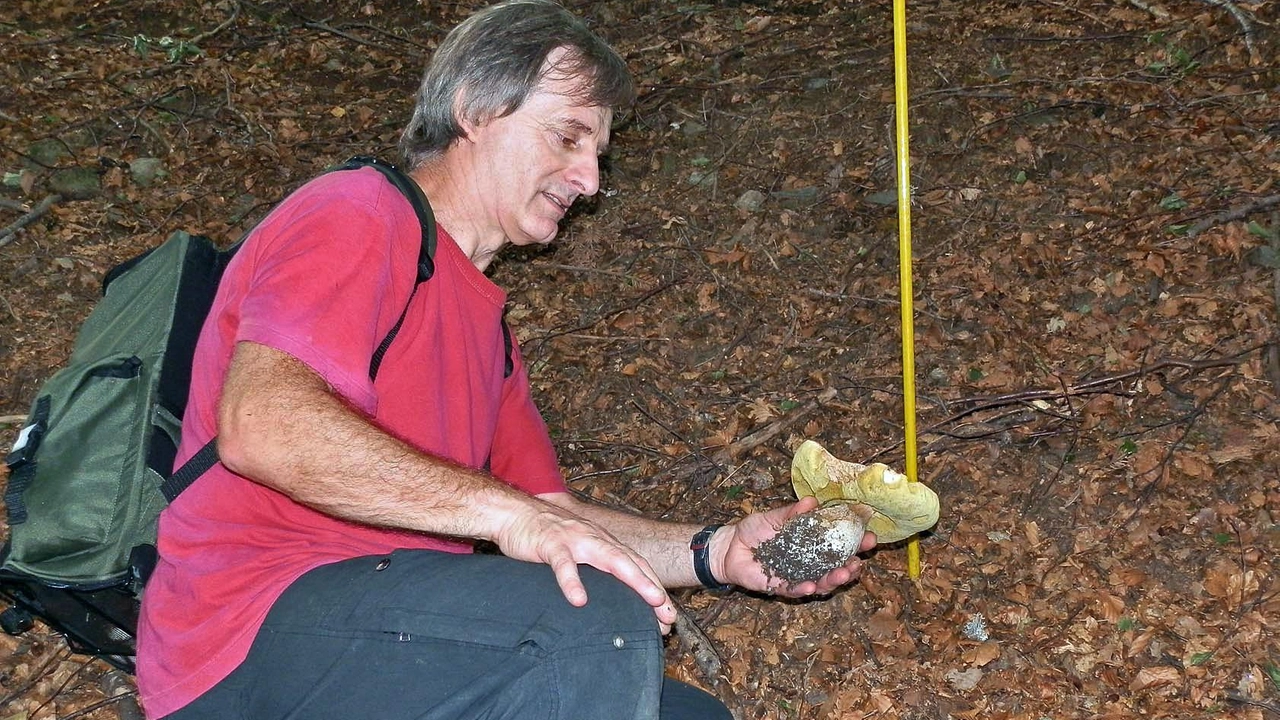 L'Ispettorato Micologico di Ats Montagna offre servizi di riconoscimento dei funghi spontanei per garantire la sicurezza alimentare. È attivo dal 1° agosto al 31 ottobre. La certificazione è necessaria per la vendita e somministrazione commerciale. Appuntamenti telefonici per il riconoscimento in diverse sedi della provincia di Sondrio.