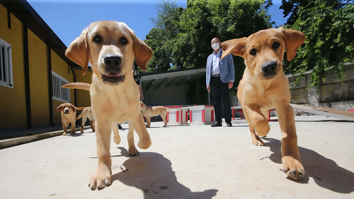 Il Centro cani guida di Limbiate. Per i volontari la Rosa Camuna: un premio al faro dei non vedenti