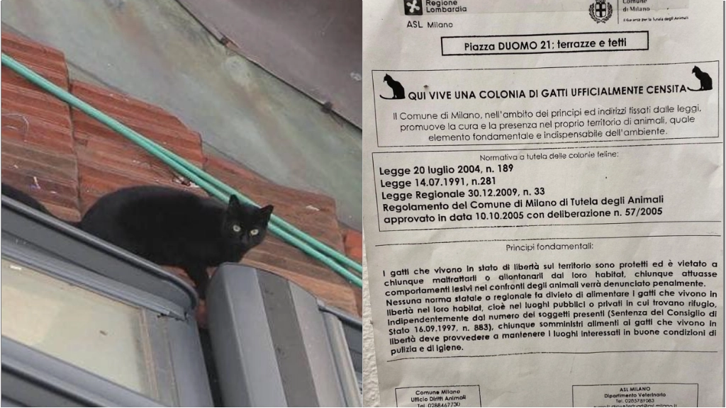 Uno dei gatti che abitano sui tetti della Galleria (foto dalla pagina Facebook Semplicemente Milano) e il documento che attesta la presenza della colonia felina
