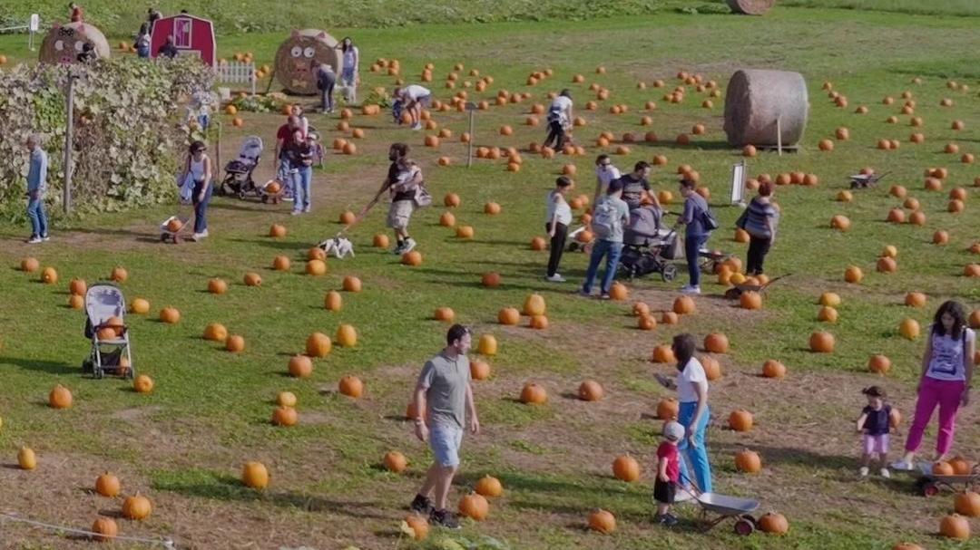 Pumpkin Patch Tulipania, torna la più grande raccolta di zucche in Lombardia: dove, quando ed eventi