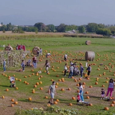 Pumpkin Patch Tulipania, torna la più grande raccolta di zucche in Lombardia: dove, quando ed eventi