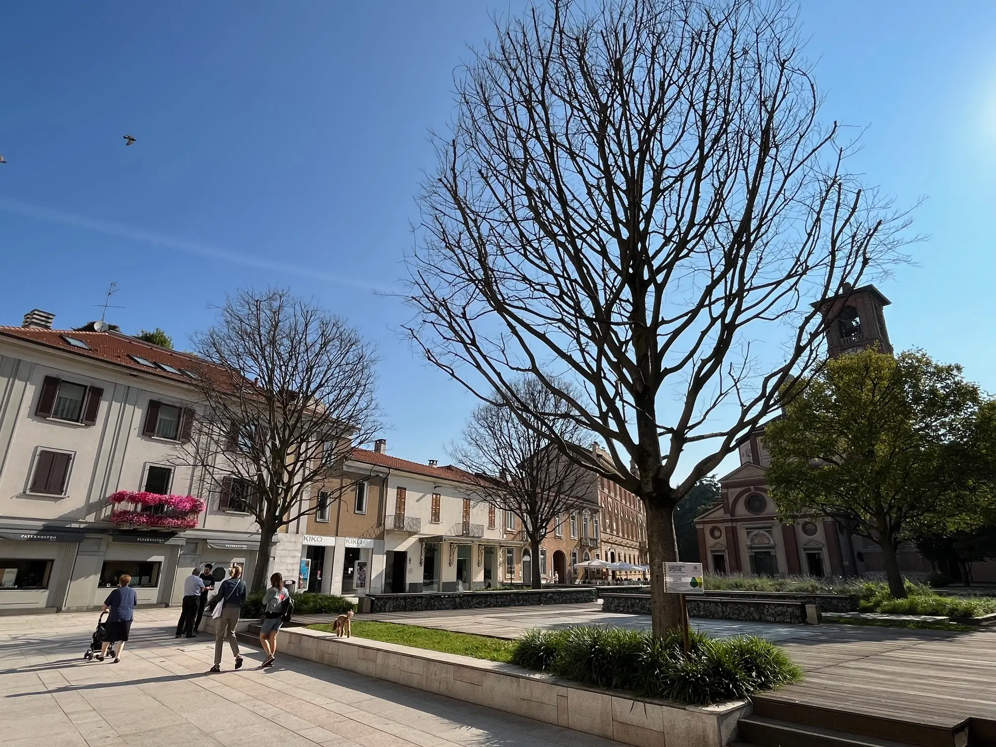 Legnano, piazza san Magno cambia: in arrivo gli “alberi dei tulipani”